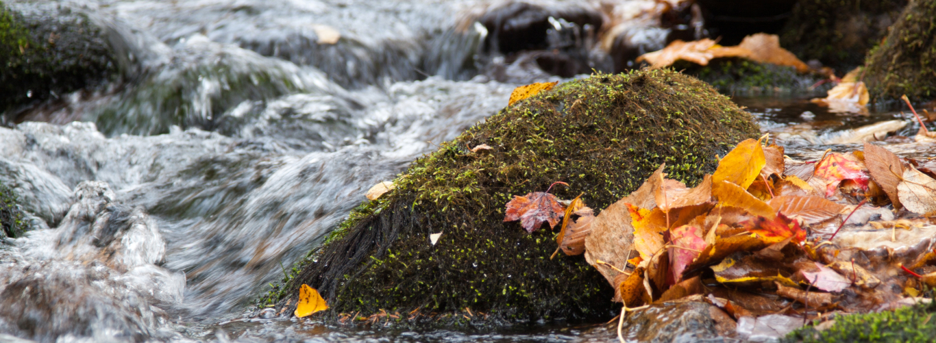 Forest Stories & Inspiration - New England Forestry Foundation New