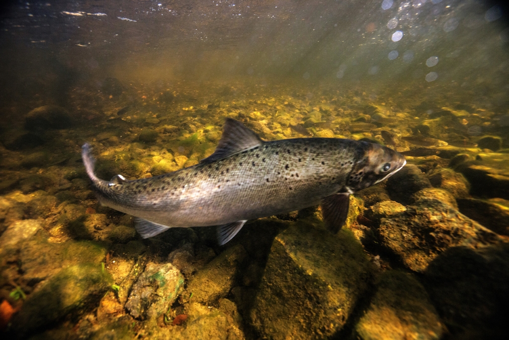 Salmon swimming in a Downeast Maine river