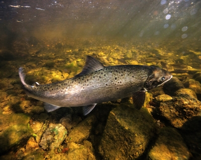 Salmon swimming in a Downeast Maine river