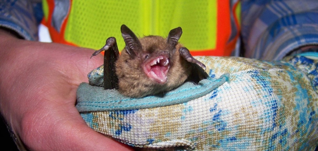 Bat infected with White Nose Syndrom