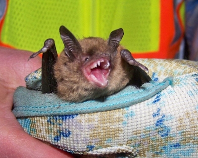 Bat infected with White Nose Syndrom