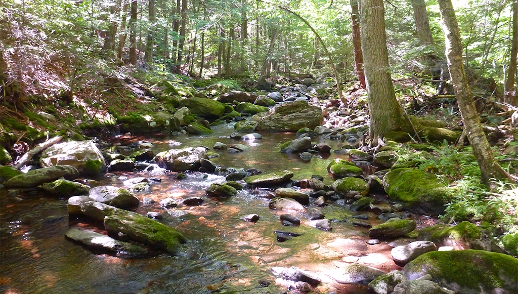 A stream runs through The Nature Conservancys McElwain-Olsen Preserve