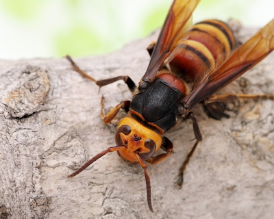 longhorned-beetle