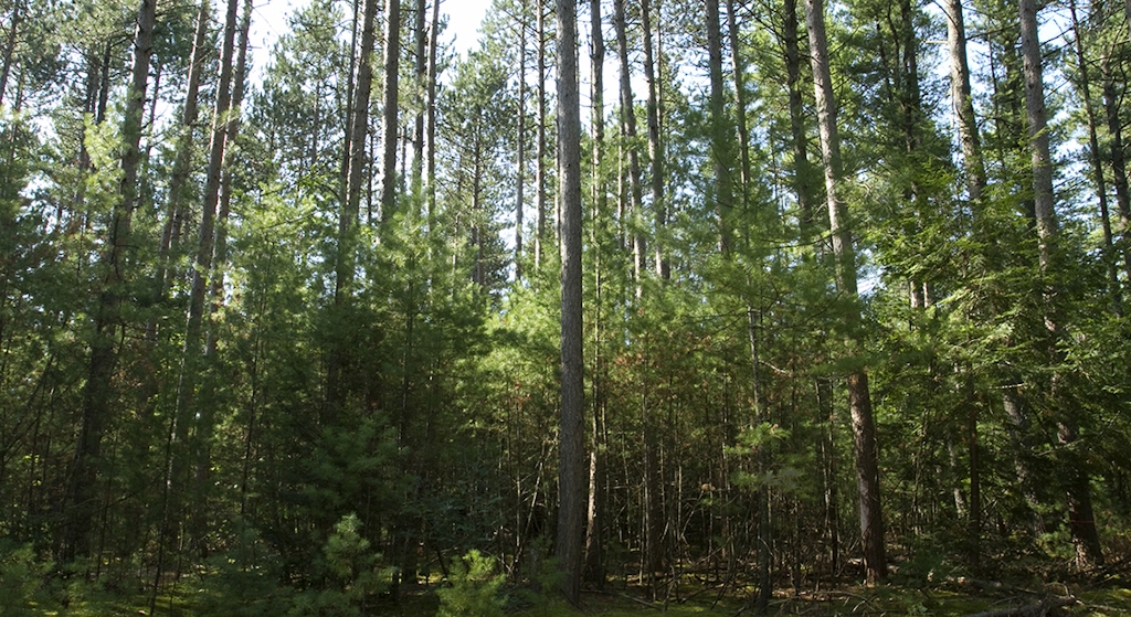 Deland Memorial Forest