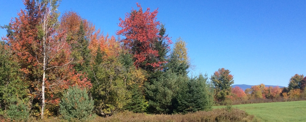 A stand of trees in Maple Lane Farm with fall foliage
