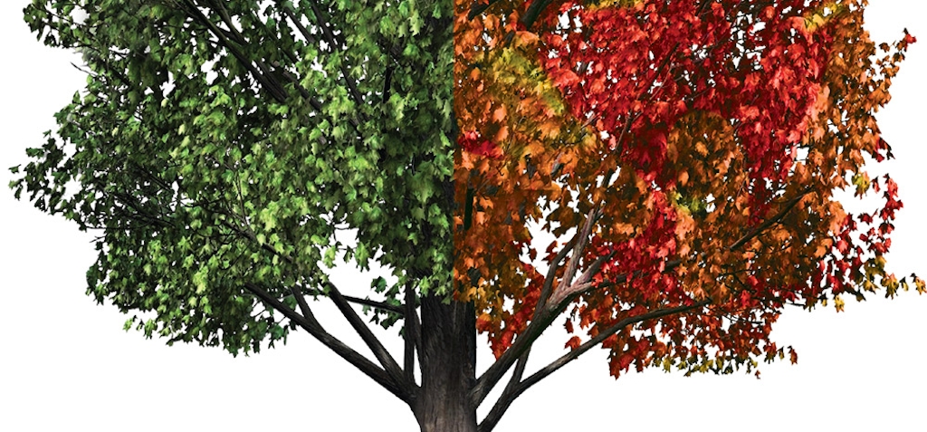 Illustration of a Sugar Maple tree
