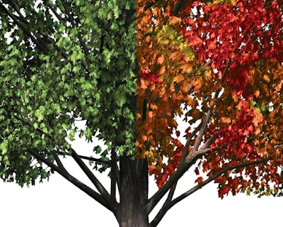 Illustration of a Sugar Maple tree